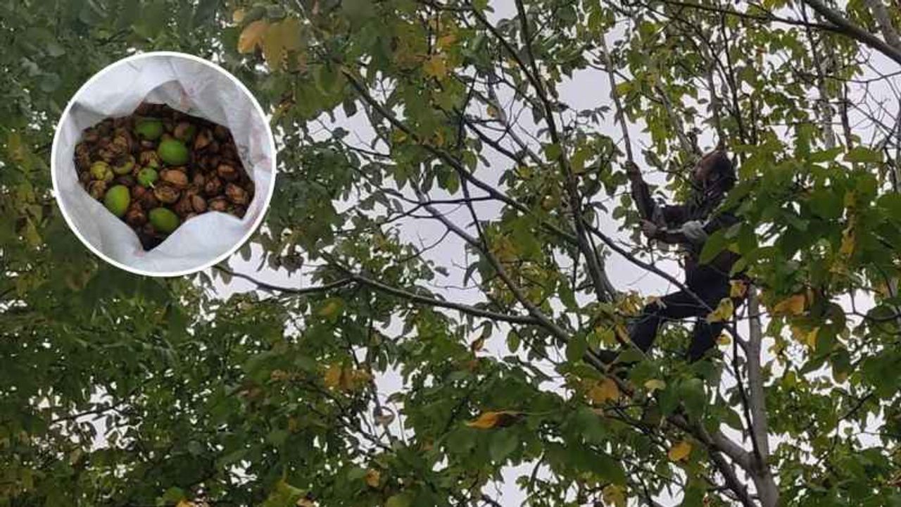 Cevizde rekolte yüksek! Elazığ'da 125 bin ağaçta ceviz hasadı başladı
