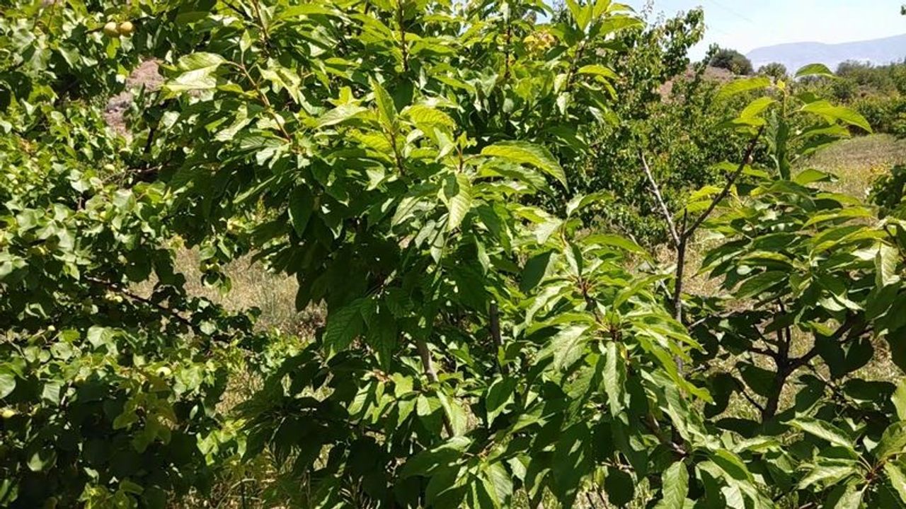 Vişne yaprağının faydaları nelerdir, nasıl kullanılır?