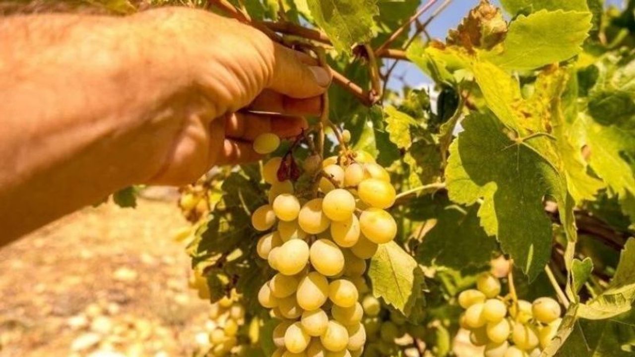 Manisa'da alın terinin karşılığı belli oldu! 2026 yılı tarım işçisi yevmiyeleri açıklandı
