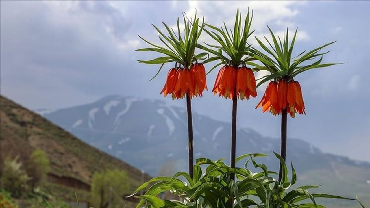 Ters sümbül (ters lale) hakkında detaylar Koparmanın cezası çok yüksek! Osmanlı topraklarına has bir çiçek!