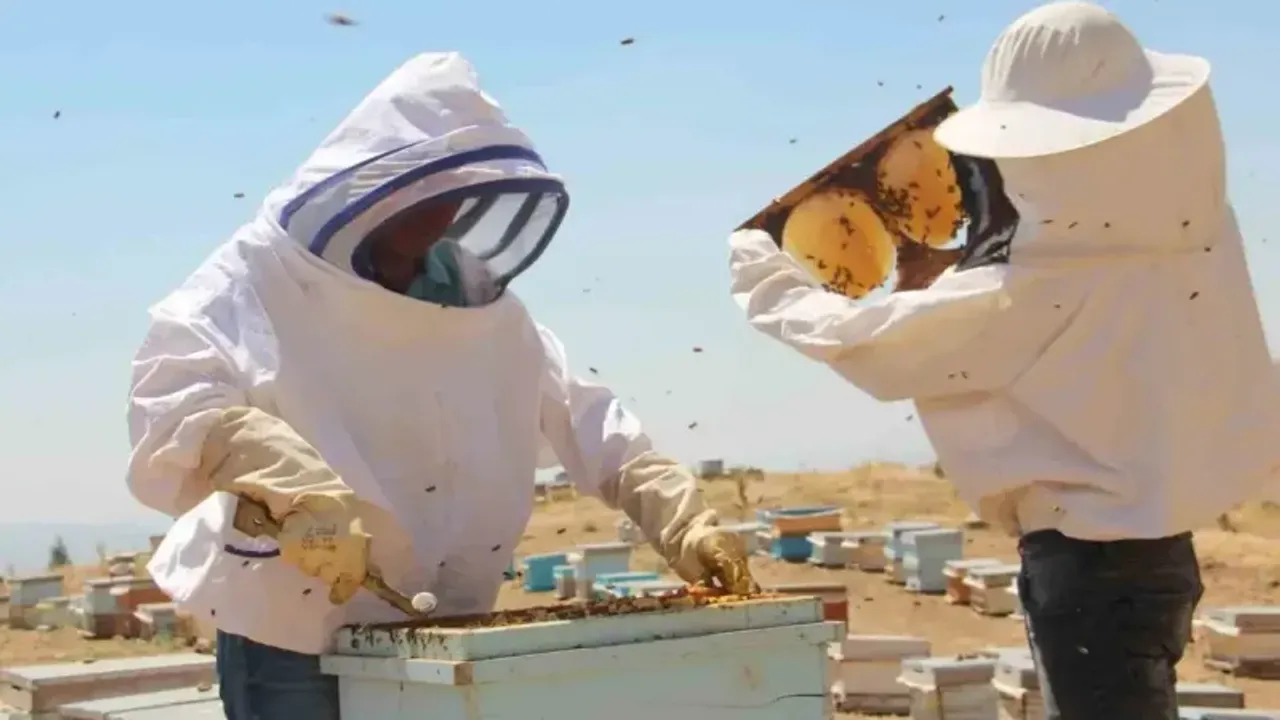 Erzincan ve Bayburt'ta bal sağımı sürüyor: Kaliteli bal elde ediliyor!