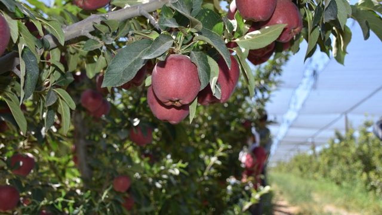 Niğde'de elma üretimi büyük darbe aldı: Don ihracatı kısıtlayarak zor durumda bıraktı!