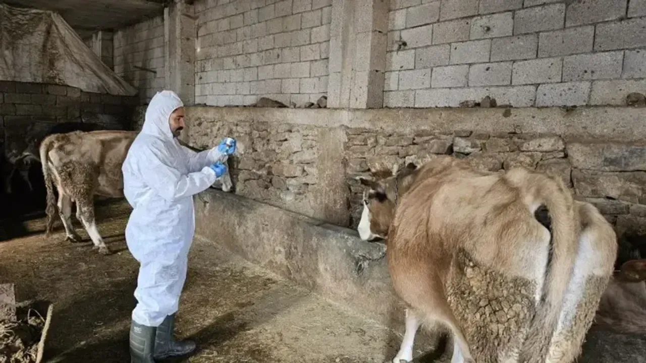 O ilimizde şap alarmı verildi! 68 köye hayvan giriş-çıkışı yasaklandı