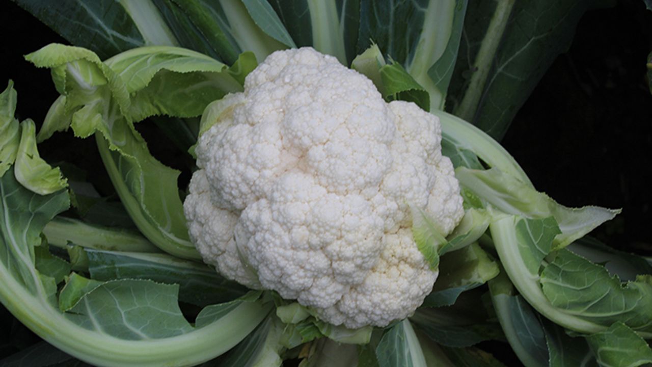 Bafra Ovası’nda karnabahar mesaisi: Tarlada 8, markette 50 Lira! Üretici "denetim" bekliyor