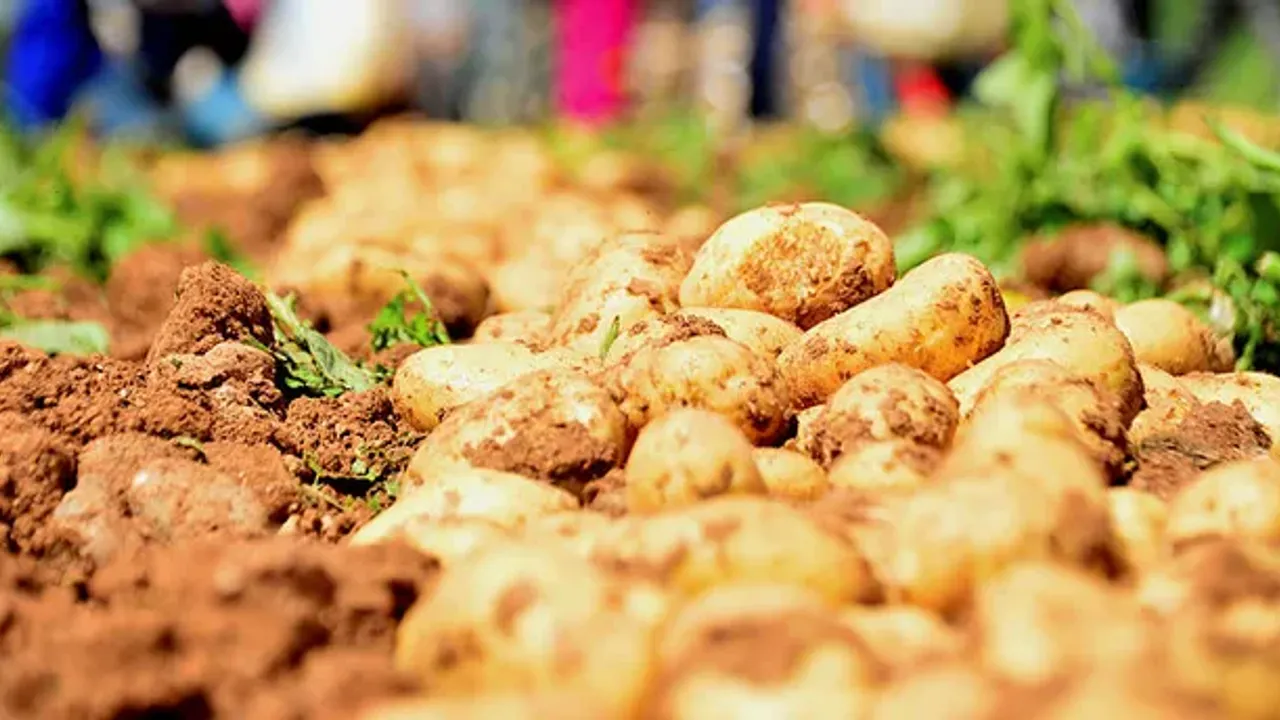 Adana’da patates mesaisi buruk başladı: Rekolte 5 tondan 3 tona geriledi!