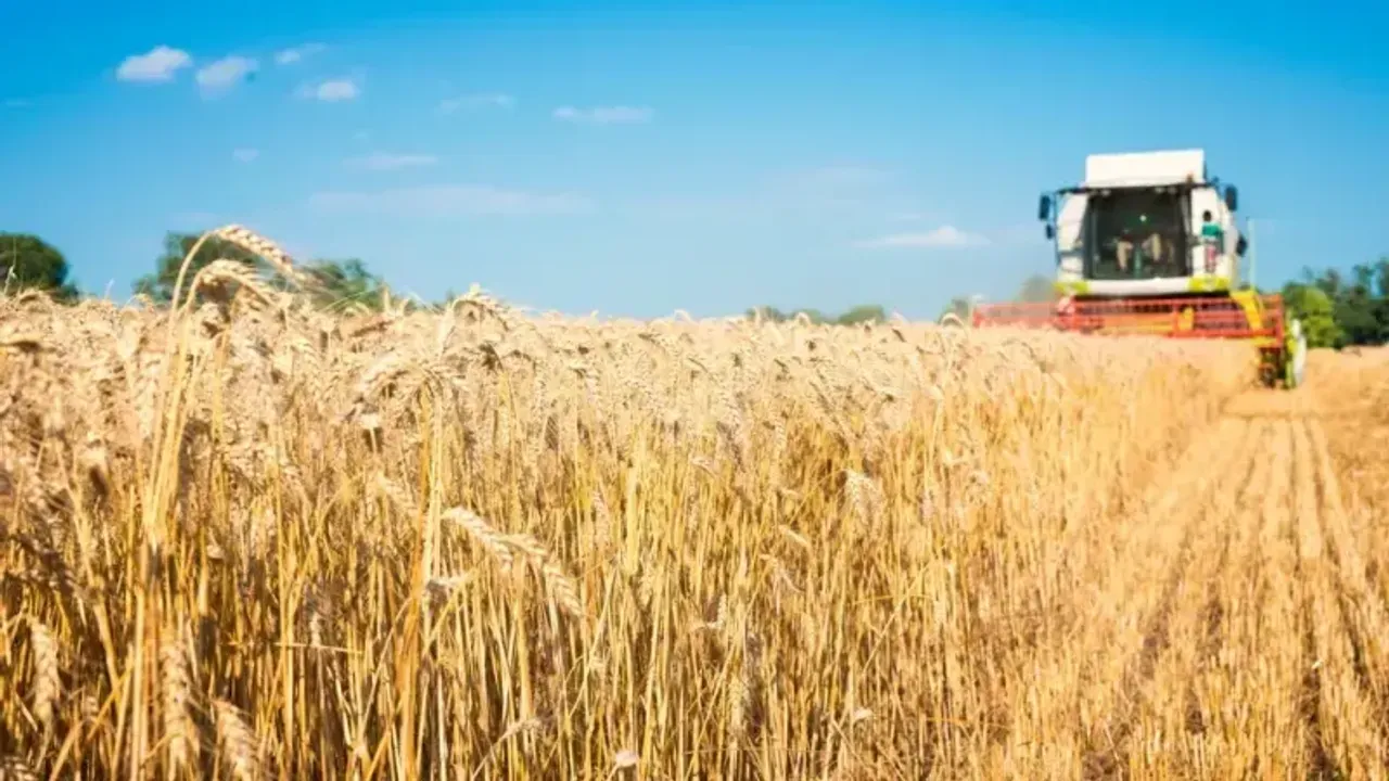 Bafra Ovası’nda hasat buruk başladı: Çiftçinin alın teri yüksek maliyete direniyor!