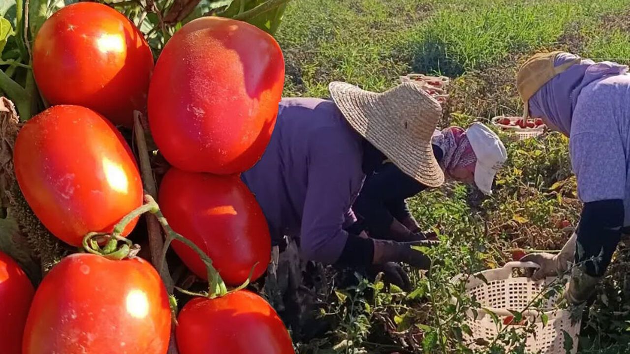 Aydın’da domates sezonu açıldı: 3 bin 813 çiftçi tarlalarda alın teri döküyor!
