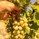 Manisa'da alın terinin karşılığı belli oldu! 2026 yılı tarım işçisi yevmiyeleri açıklandı