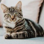 Evde kedi besleyenler dikkat! Önemli bir araştırma sonucu sizi de ilgilendiriyor olabilir! Evde kedi beslemek caiz mi? Peygamberimiz (Sav) kediler hakkında ne dedi?