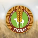 TİGEM’den dev hayvan ihalesi: 7 bin 350 reforme küçükbaş satışa çıkıyor!