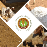 TİGEM'den dev ihale: Binlerce küçükbaş satışa çıkarılıyor!