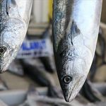 Av yasağı bitmeden Akçakoca tezgâhları şenlendi: Palamut tanesi 80 TL!