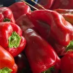 Maraş’ta salçalık biber sezonu açıldı: Tarlada 25-30 TL'den alıcı buluyor!