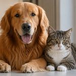 İnsan duygularını tahmin edilenden daha iyi anlıyorlar! Evde köpek beslemek caiz mi?