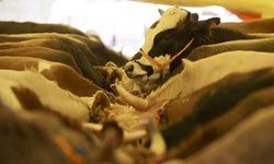 Yurt Dışı Kurban Bağışı Ne Kadar 2026? Güncel Bağış Fiyatları