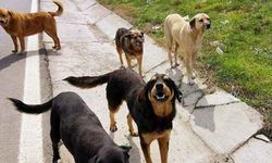 İstanbul'da sokak köpeklerini kontrolsüz beslemek yasaklandı