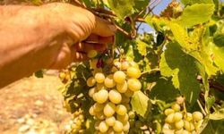 Manisa'da alın terinin karşılığı belli oldu! 2026 yılı tarım işçisi yevmiyeleri açıklandı