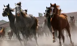 TİGEM’de ihale günü belli oldu: 34 tay satışa sunuluyor!