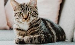 Evde kedi besleyenler dikkat! Önemli bir araştırma sonucu sizi de ilgilendiriyor olabilir! Evde kedi beslemek caiz mi? Peygamberimiz (Sav) kediler hakkında ne dedi?