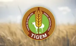 TİGEM, 1700 kuzuyu ihale yoluyla satışa çıkarıyor!