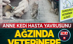 Anne kedi Hasta yavrusunu ağzında veterinere getirdi