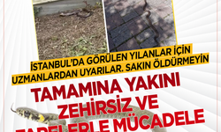 İstanbul'da görülen yılanlar için uzmanlardan uyarılar: Sakın öldürmeyin tamamına yakını zehirsiz ve farelerle mücadele ediyorlar