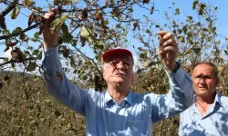 TZOB Başkanı Bayraktar krize vurgu yaptı! Serbest piyasada fındık fiyatlarının yükselmesi gerekiyor
