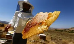 Artvin'de 2025 bal fiyatları açıklandı: Kestane balı rekora koşuyor!