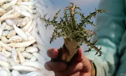 Bu sakızın kilosu 10 bin TL'ye satılıyor: Malatya dağlarında altın değerinde hasat!