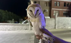 Sinop'ta yaralı peçeli baykuş koruma altına alındı