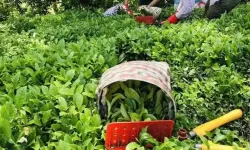 ÇAYKUR’dan 'su verimliliği' çalışması 