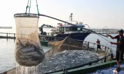 Türk somonunda Sinop’un liderliği sürüyor: Geçen yıl 20 bin 540 ton üretim gerçekleştirildi!