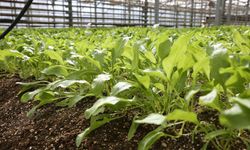 Konya Şeker, pancarda sapa kalkma testleriyle dünya liginde!