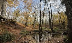 Tekirdağ'da ormanlar sonbahar renklerine büründü