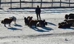 Kış yüzünü gösterdi! Kars'ta soğuk havanın etkisiyle buzlanma ve kırağı oluştu