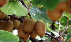 520 milyon TL’lik dev katkı: Ordu’da kivi sezonu açıldı!