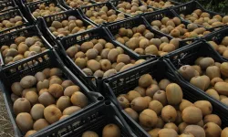 Yalova’da kivi üreticileri mağdur: Don vurdu, ithal kivi piyasayı baltaladı!