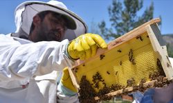 Doğu Karadeniz'in 10 aylık bal ihracatı 1,8 milyon doları aştı