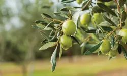 Bodrum zeytinciliğinde yeni dönem: Üreticilere özel teknik destek atağı!