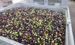 Burhaniye’de zeytin sezonu açıldı: Kalite rekolteyi solladı!