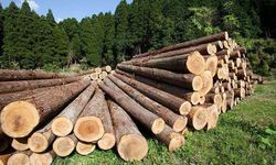 Düzce orman ürünlerinde ihracatını katladı!