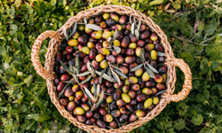 Edremit’te hummalı hasat başladı: Yeşil çizik zeytine yoğun talep var!