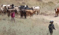 Zulmün böylesi! Gaspçı İsrailliler, Ramallah’ta bir Filistinliye ait koyunları zehirledi