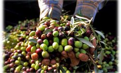 Gaziantep'te don vurdu, rekolte dipte: Yeşil zeytin fiyatları yerinde saydı!