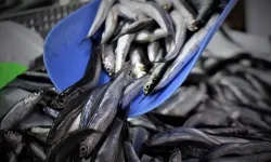 Hamside veda zamanı: Fiyatlar 150 TL’ye dayandı, tezgahlar boşalıyor!