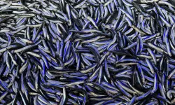 Hamside fiyatlar dibe vurdu: Tezgâhlarda 75 liraya satılıyor