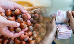 İhracat talebi fiyatları uçurdu: Giresun ve Levant Kalite fındıkta yeni fiyatlar açıklandı!