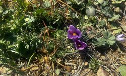 Isparta'da çiftçiler kuraklığa karşı safran üretimine yöneldi