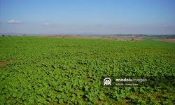 Yağışlar kanola üreticisinin yüzünü güldürdü!