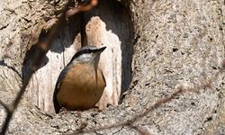 Kuşlar seherde neden öterler?